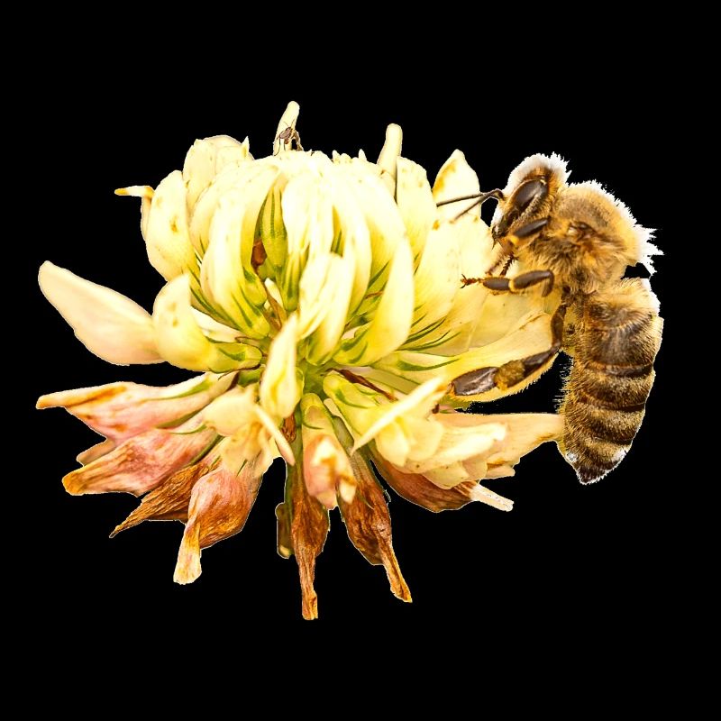 Honigbiene auf einer Blüte, A733151