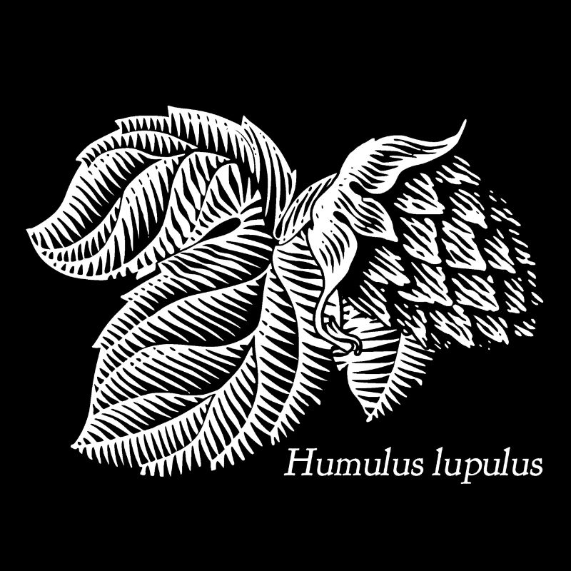 Humulus lupulus Soyons houblonnés