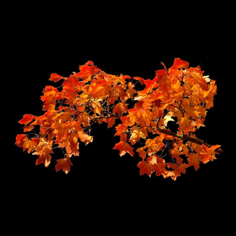 Herbstlaub Herbst Blätter