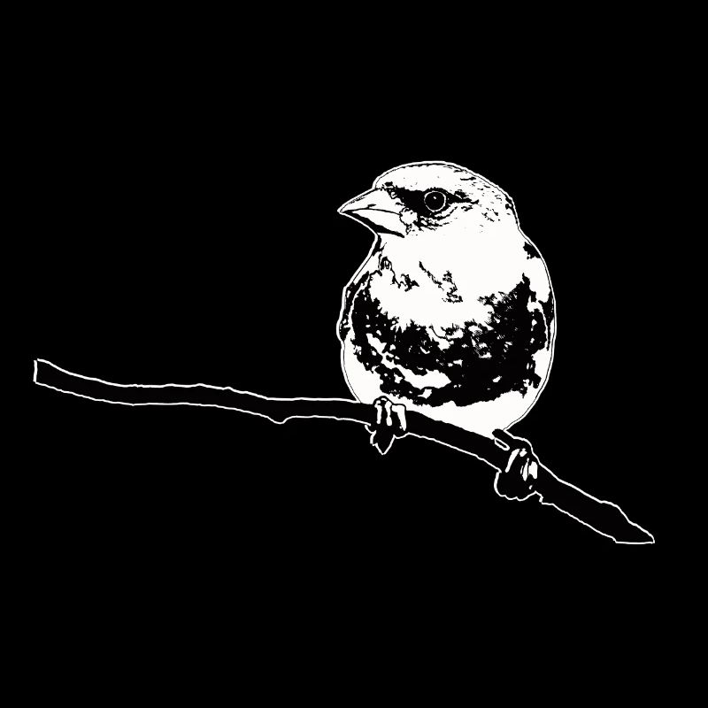 Greenfinch black white