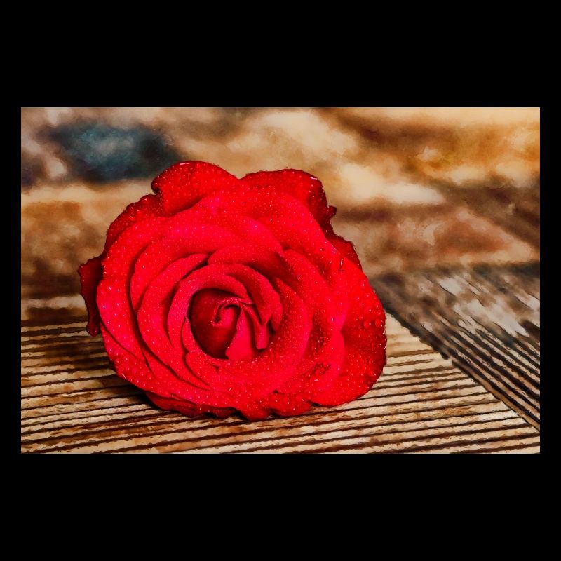 Rote Rose