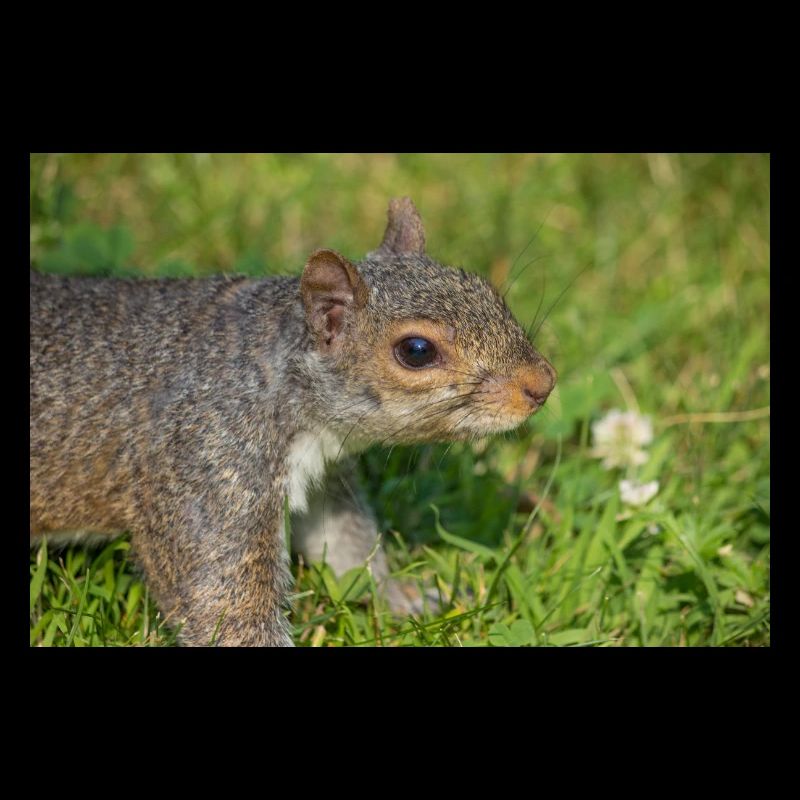 Écureuil gris Grauhörnchen Sciurus carolinensis