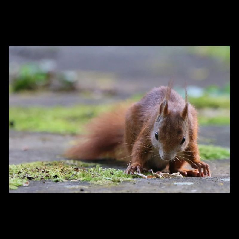 Eichhörnchen
