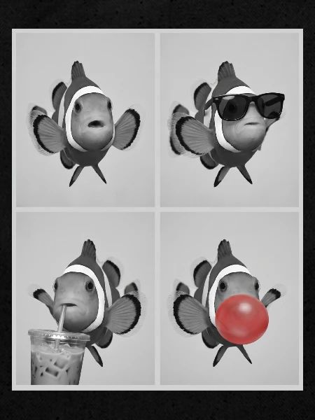 Clownfische Clownfisch