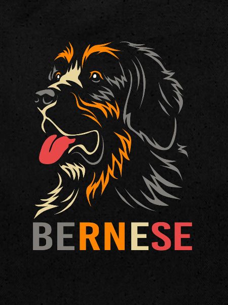 Bouvier bernois