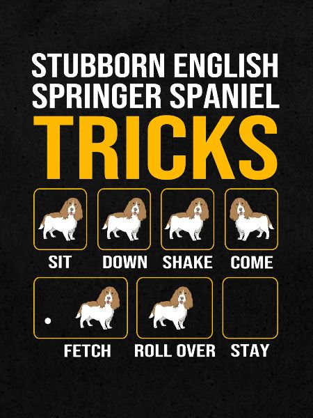 Springer Spaniel