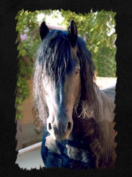 Cheval frison