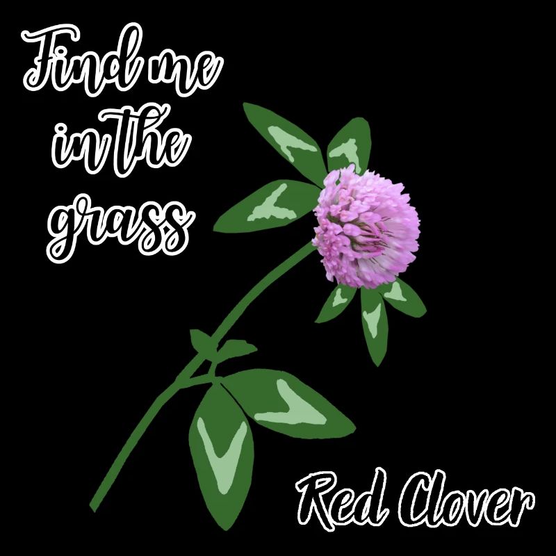 Finde mich im Gras... Rotklee