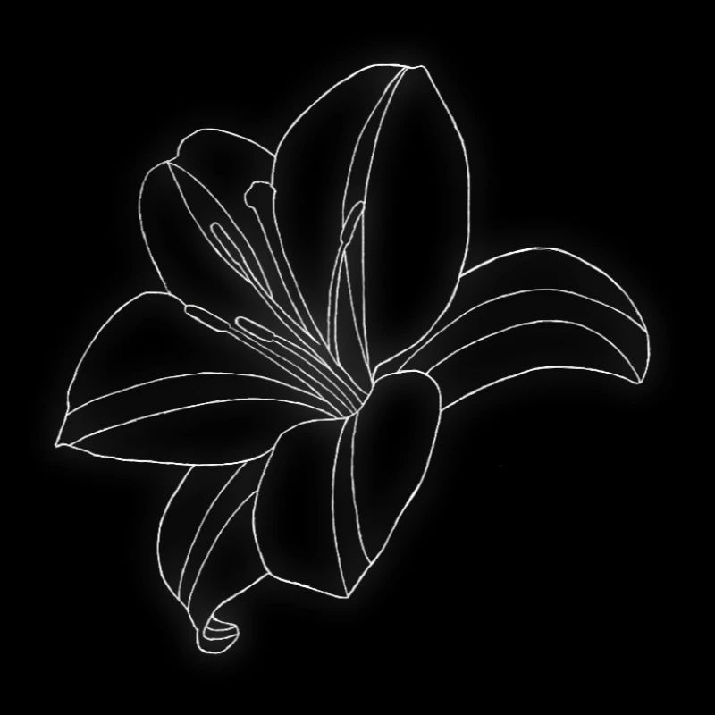 Lys
