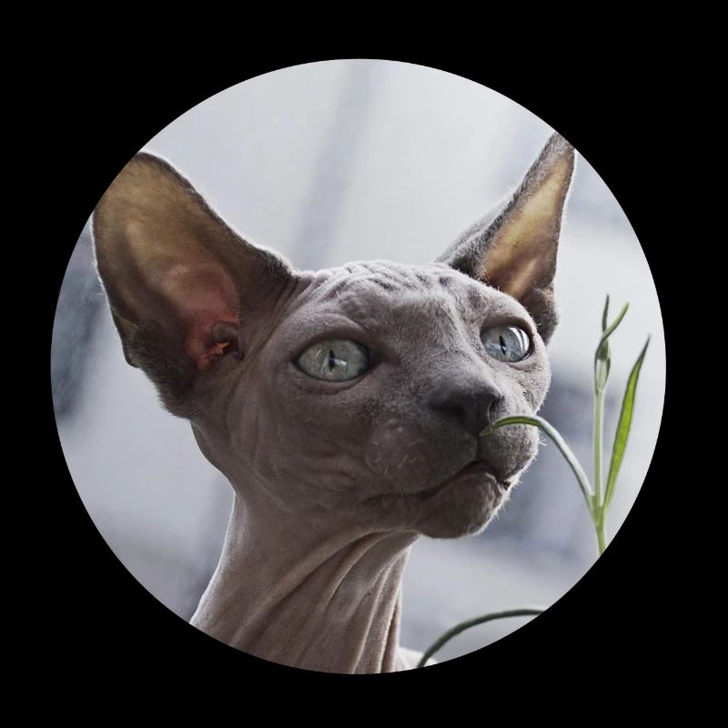 Chat nu chat sphynx