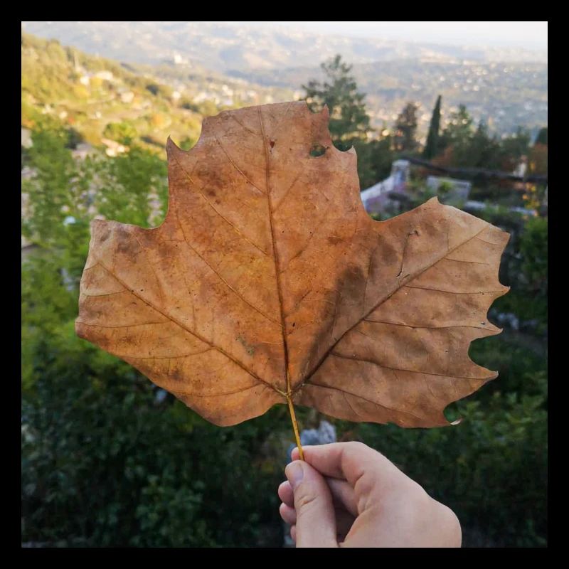 Feuille automne