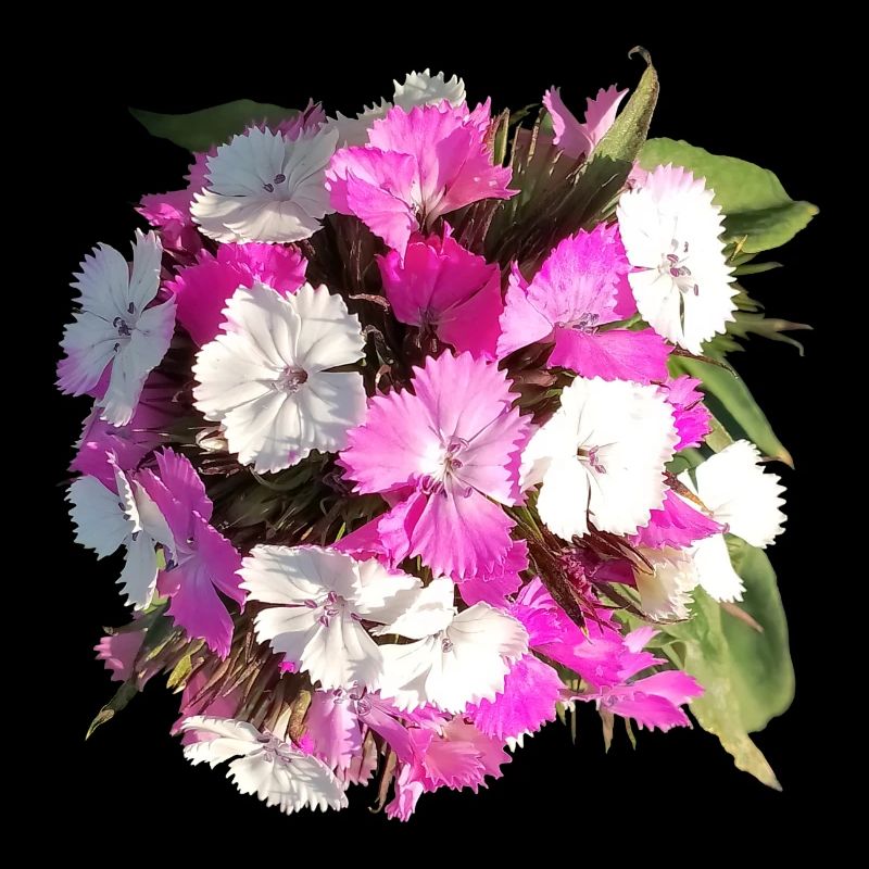 Bouquet d’œillets