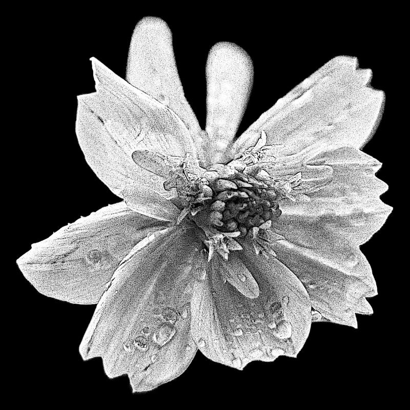 fleur