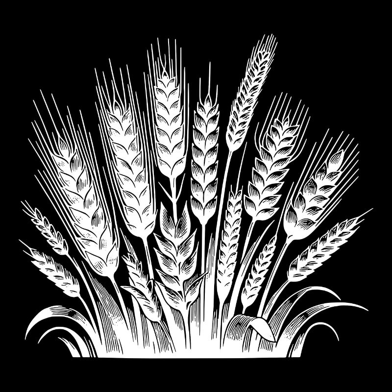 Cereals: wheat and rye, ears of corn