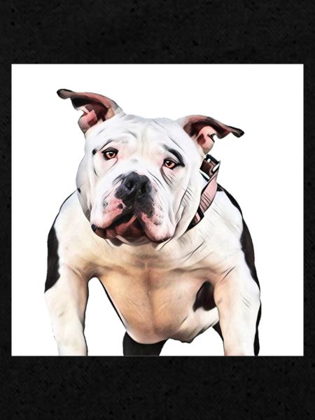 American Bully