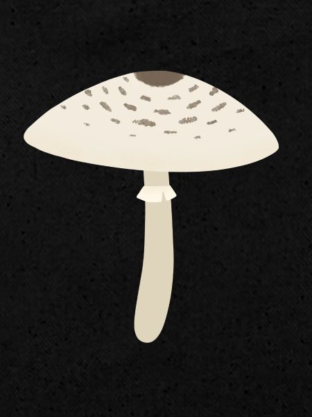 Parasol Champignon