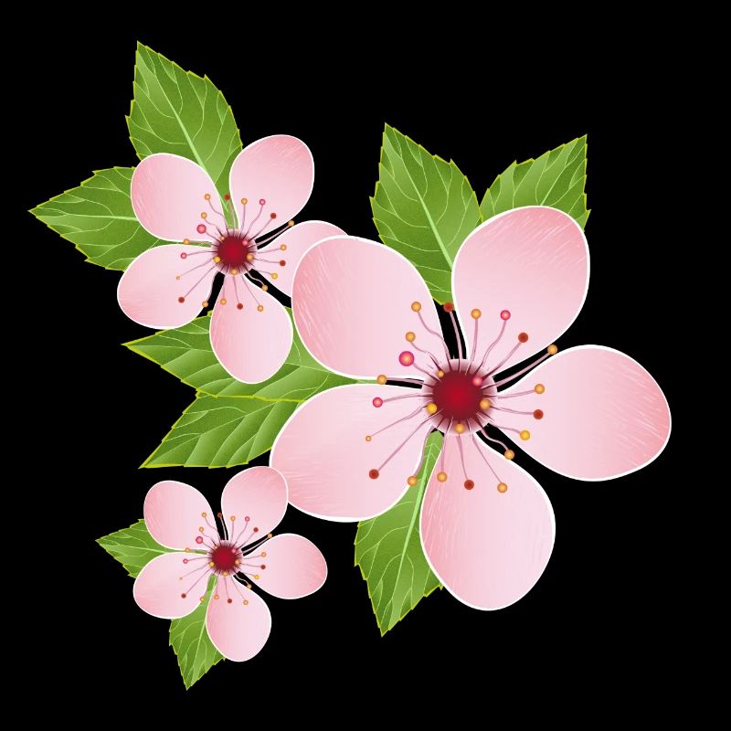 three delicate cherry blossoms with leaves