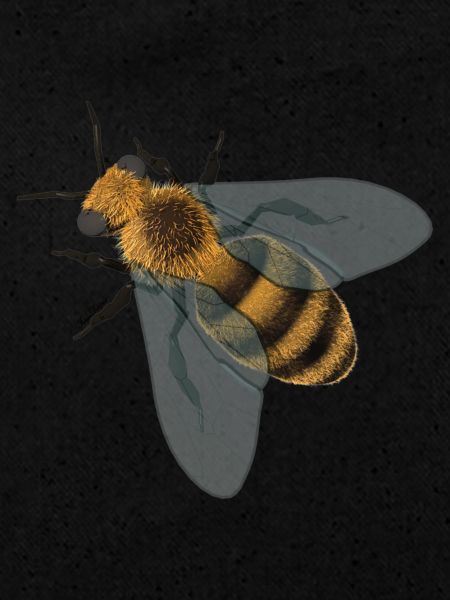bee
