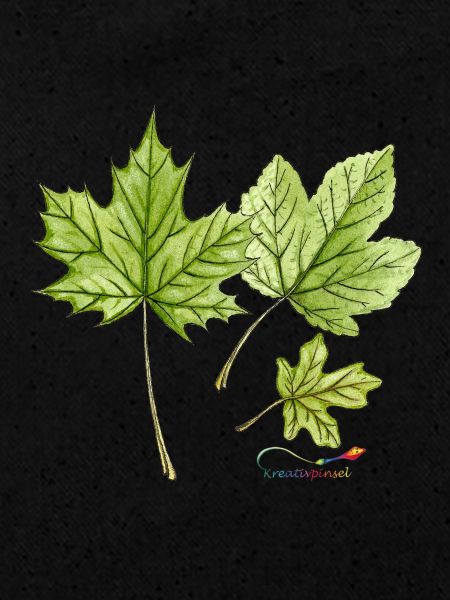 Feuilles d’érable