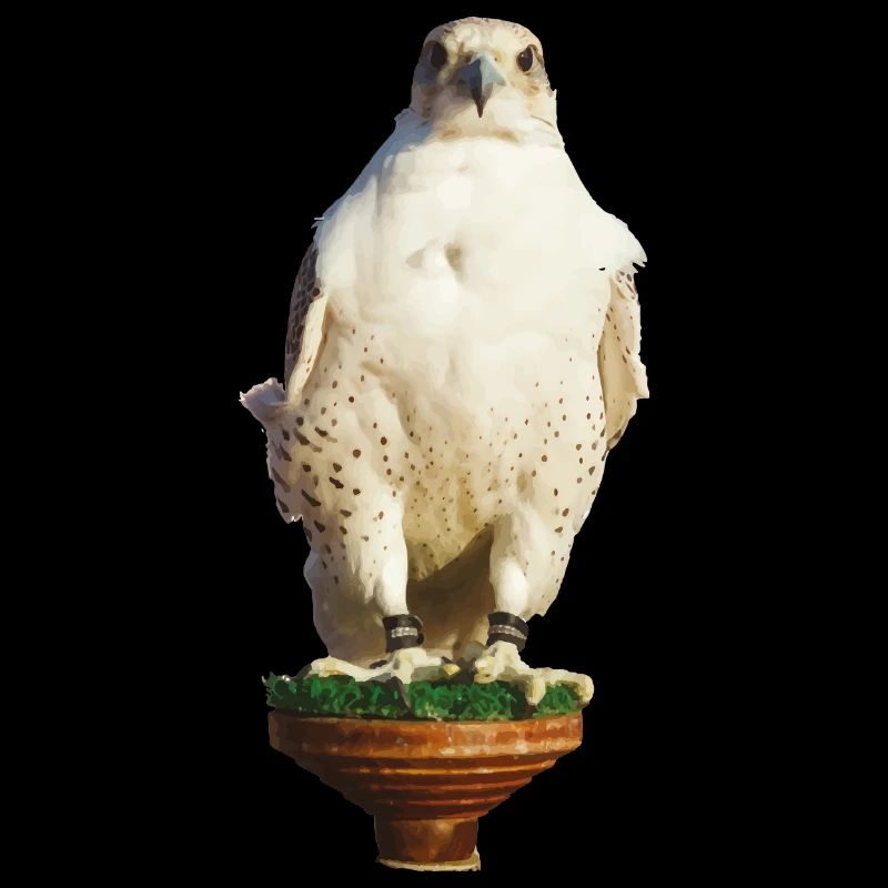 Beau gyrfalco blanc