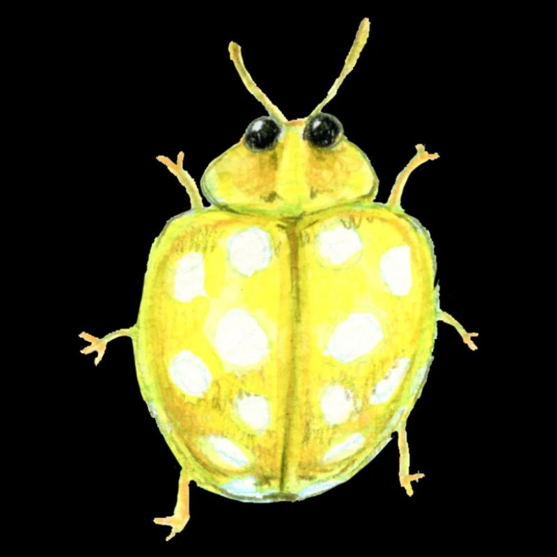 Coccinelle champignon à seize points