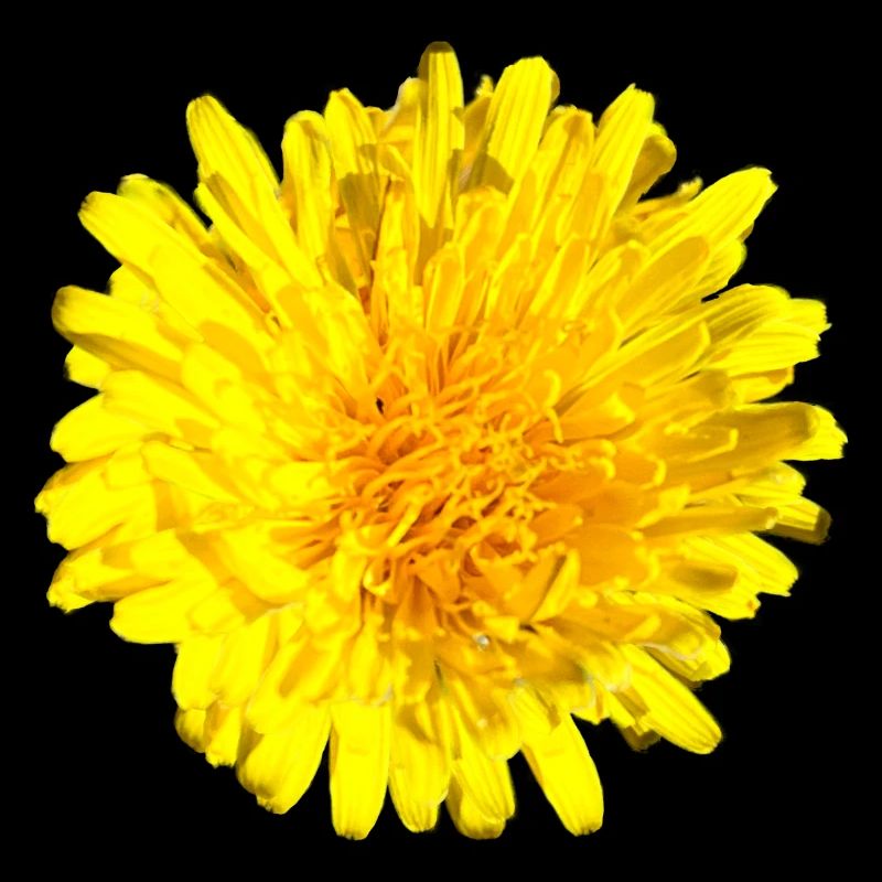 Fleur de pissenlit Fleur jaune