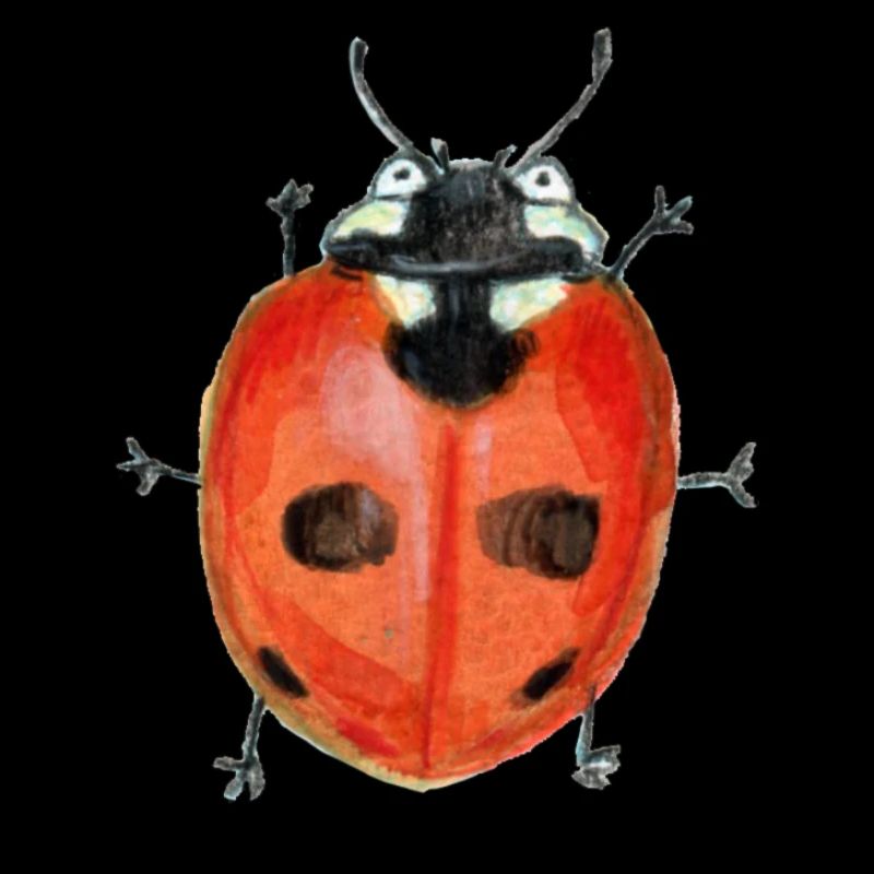 Coccinelle à cinq points