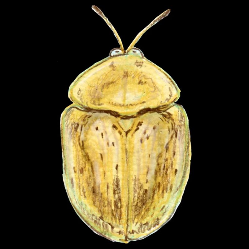 Nebeliger Schildkäfer