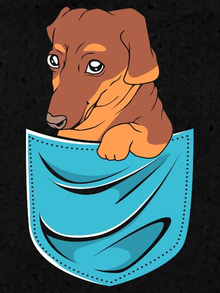 Dachshund