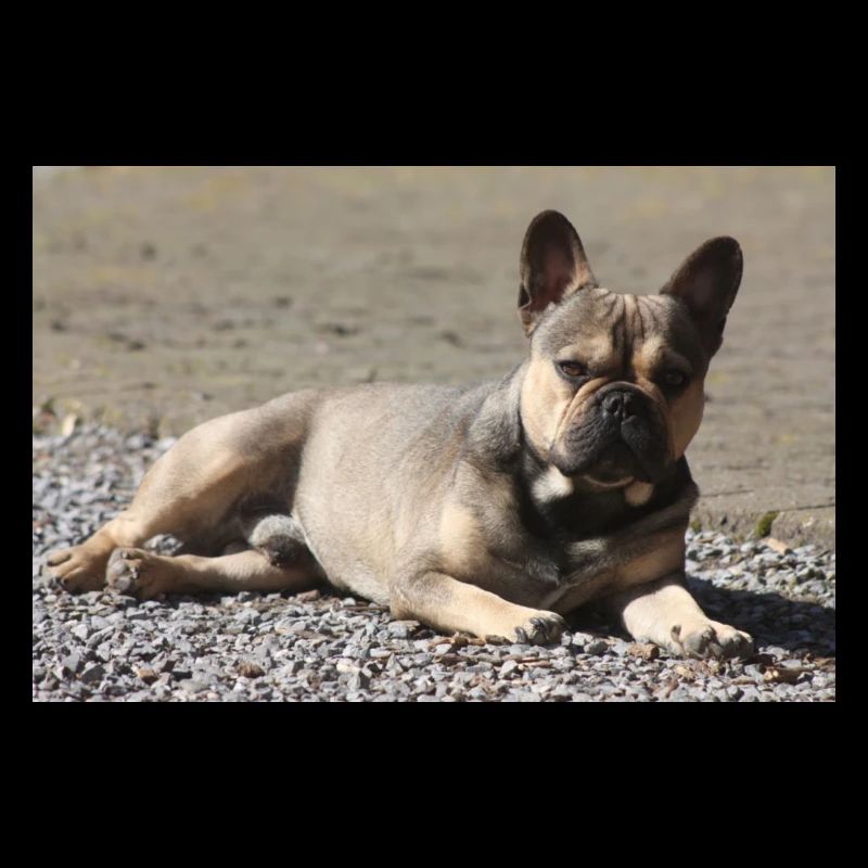 French Bulldog Devil little Molosser