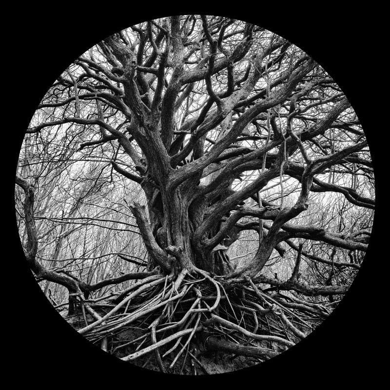 Tree of Life