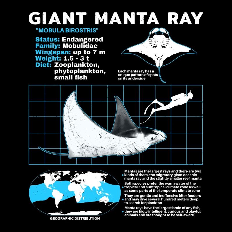 Fiche technique des raies manta