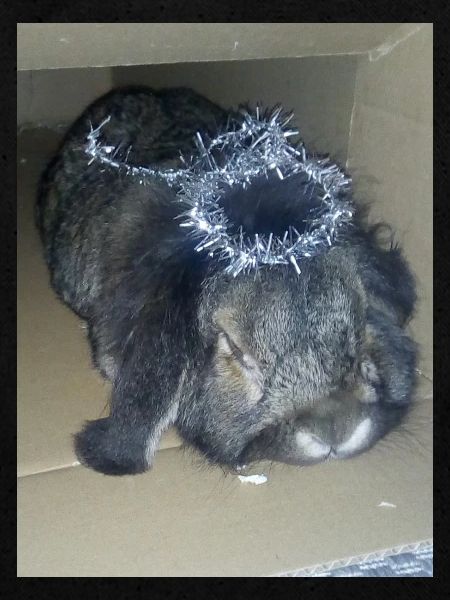 Lapin