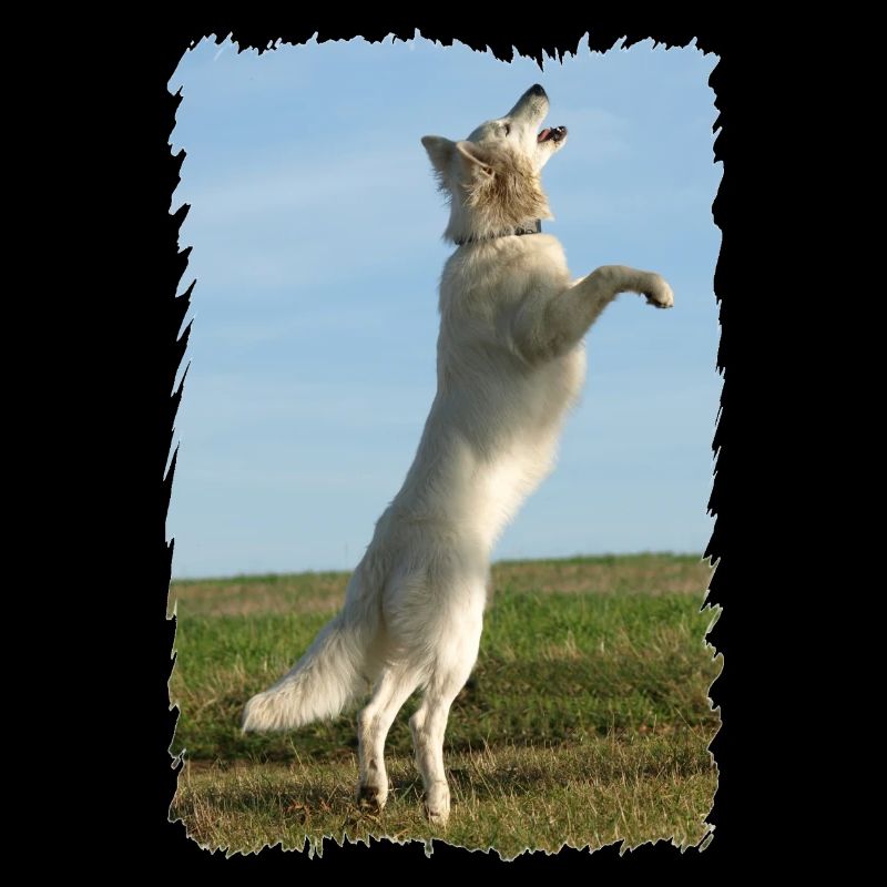 l’ange blanc vole