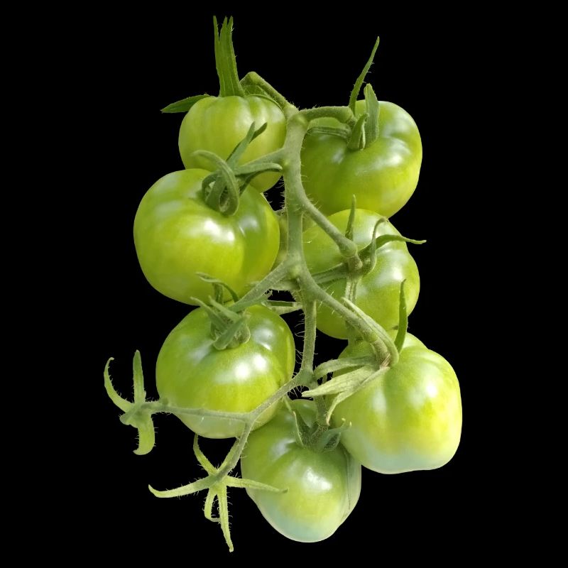 TOMATES VERTES
