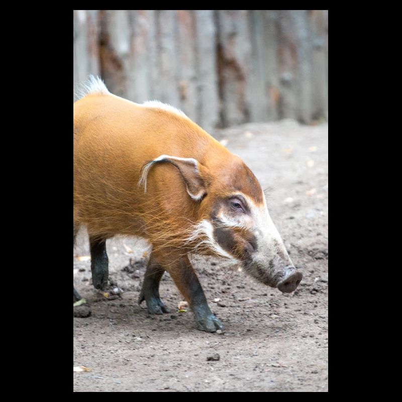Buschschwein oder Rotflussschwein Pinselohrschwein