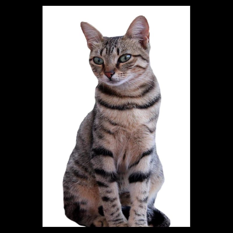 Chat chat noir chaton