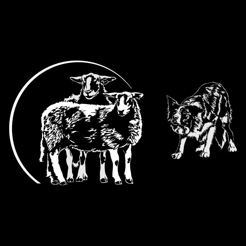 BORDER COLLIE herding dog sheep
