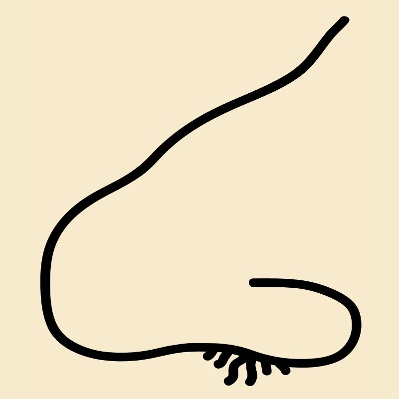 nose