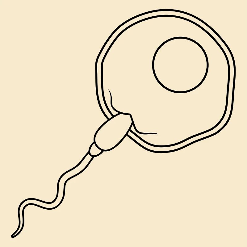 fertilization egg insemination egg sperm sperm
