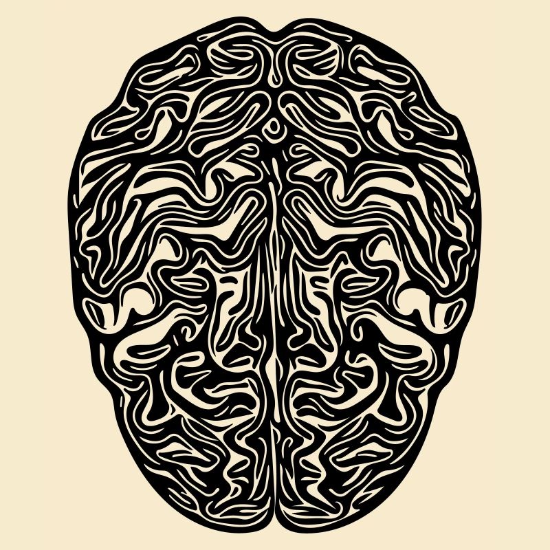 Cerveau - Vector anatomique