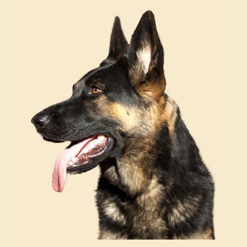 Deutscher Schäferhund Kopf
