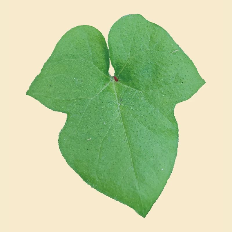 Green_Leaf_-_Tiny_Red_Spider