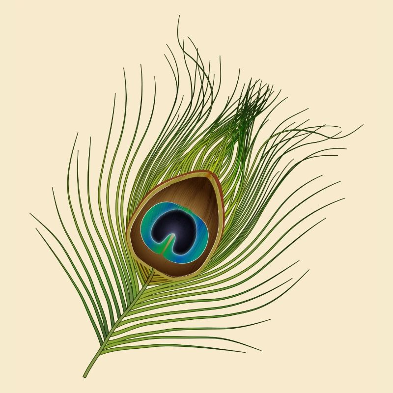 hand-drawn peacock feather