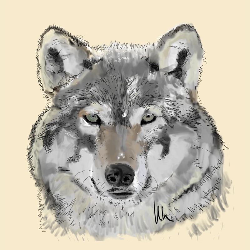 Loup