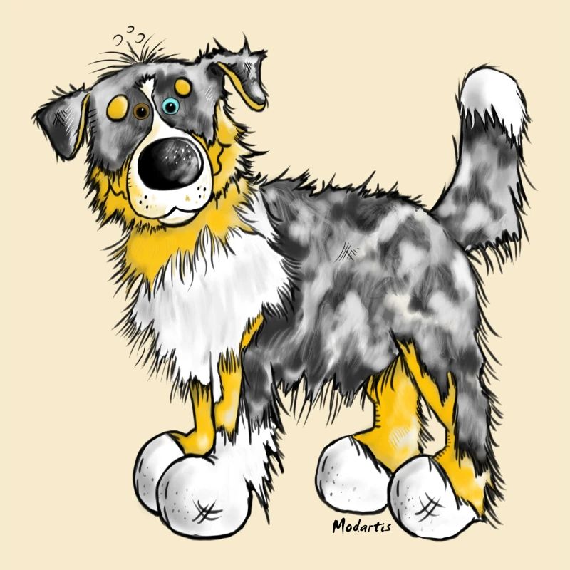 Aussie - Australian Shepherd - Hund - Dog