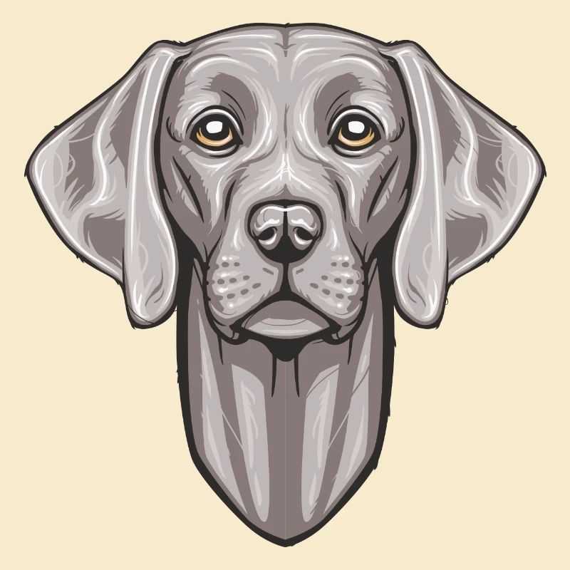 Weimaraner