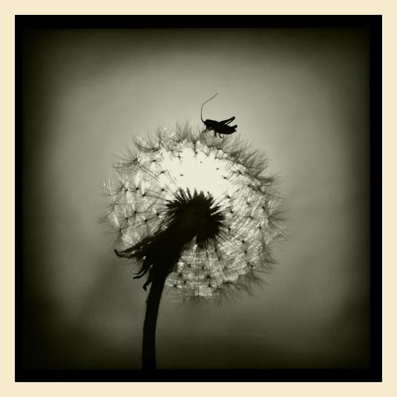 Tiny Planet