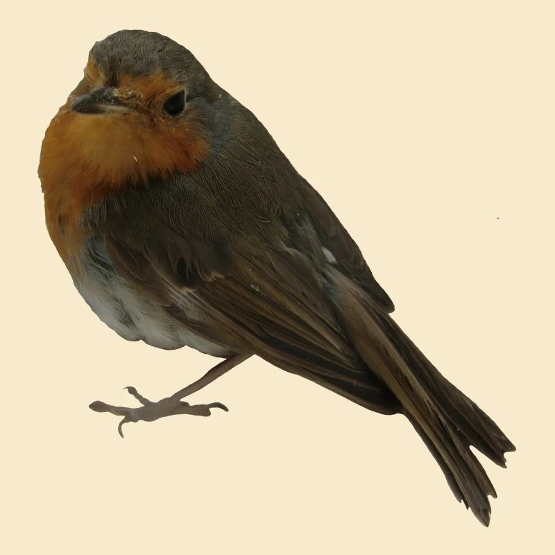 Rotkehlchen