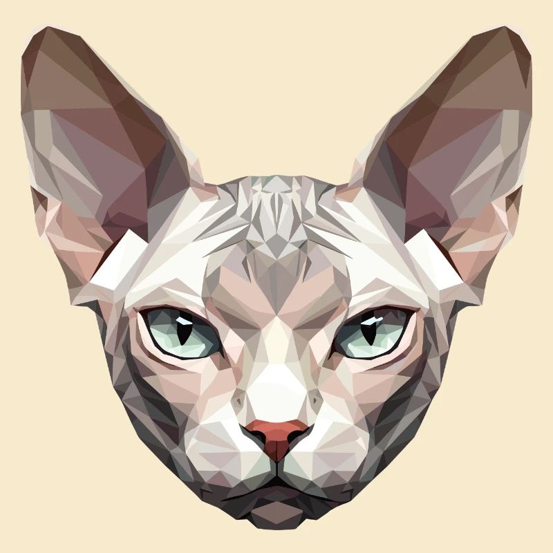 Sphynx Chat Sphynx Chat Chat Canadien Sphinx mignon